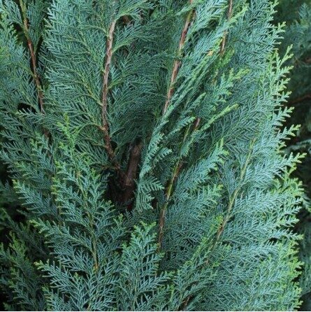 Puskiparisis COLUMNARIS